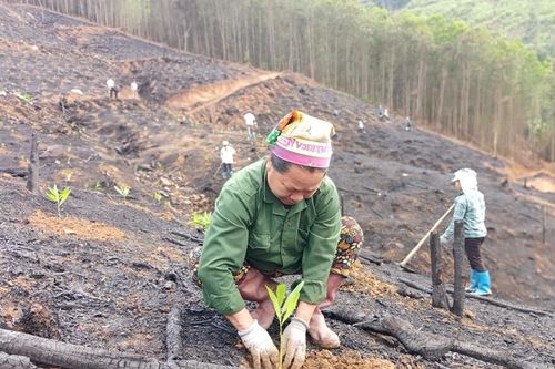 Giảm nghèo từ rừng vàng Sơn Động