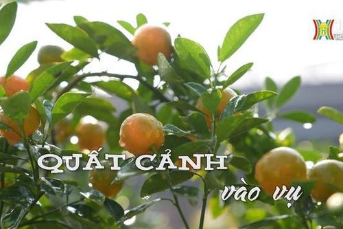 Quất cảnh vào vụ | Nhịp sống Hà Nội | 21/12/2023