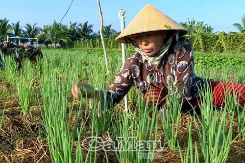 Ðể vụ hoa màu 'đón' Tết thành công