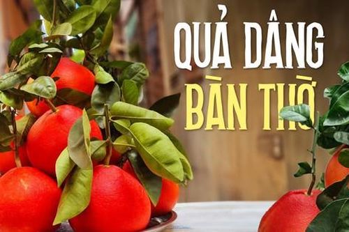 Cách chọn mua và bày bưởi đỏ Tiến vua trên bàn thờ ngày Tết giúp thu hút tài lộc