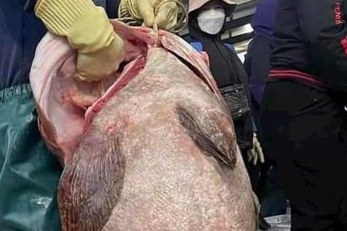 Ngư dân bắt được cá mú 'khổng lồ' nặng gần 70kg