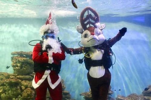 Ông già Noel, tuần lộc và người tuyết bơi tung tăng trong bể cá ở Nha Trang