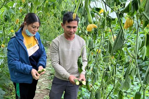 Ruộng bí hơn 1ha của người dân Nghệ An bị kẻ gian phá hoại
