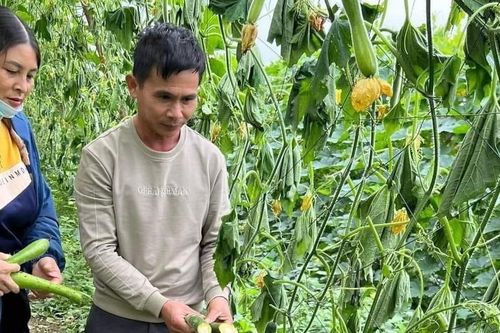 12.000 gốc bí bị phá ở Nghệ An: Mới trồng vụ đầu đã bị kẻ gian hủy hoại