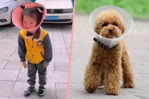 Cho cháu 5 tuổi đeo loa thú cưng để 'cai nghiện' điện thoại