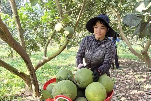 Bà Rịa-Vũng Tàu: Thời tiết bất thuận, nhà vườn không mặn mà với trái cây Tết