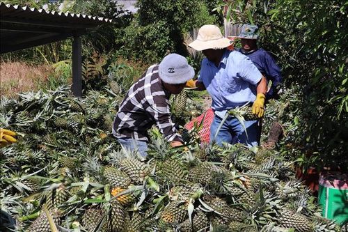 Giá dứa Đồng Tháp Mười tăng mạnh, nông dân lãi cao