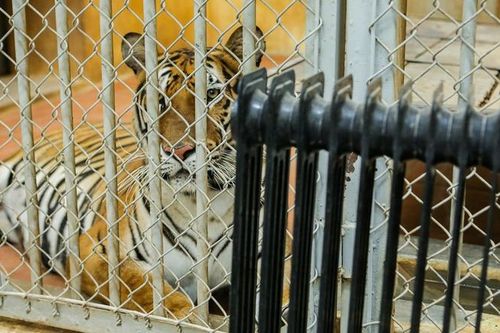 Bật máy sưởi, bình nóng lạnh, đốt lửa để giữ ấm cho động vật ở Vườn thú Hà Nội