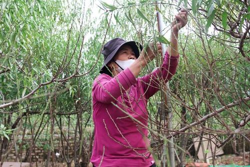 Lao động mùa vụ tất bật tuốt lá đào kiếm thu nhập dịp cận Tết