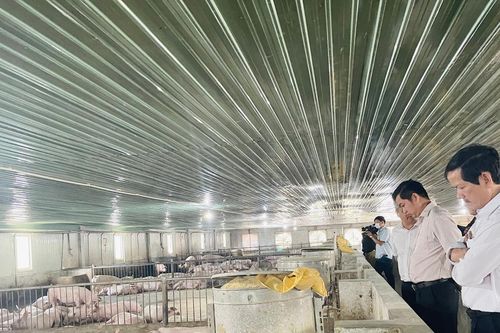 Gia Lai có 632 trang trại chăn nuôi ứng dụng tiến bộ kỹ thuật