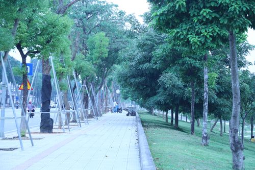 Phát triển cây xanh đô thị đồng bộ theo quy hoạch