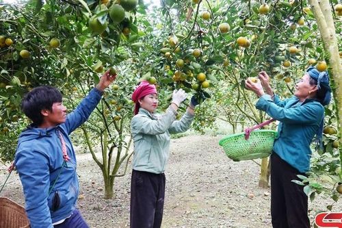 Sức sống mới Phiêng Cằm