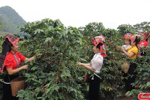 Hiệu quả từ Dự án hỗ trợ canh tác cà phê thích ứng với biến đổi khí hậu