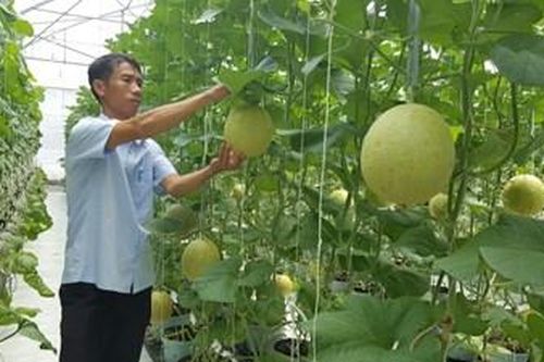 Tạo đột phá về năng suất, chất lượng và giá trị nông sản