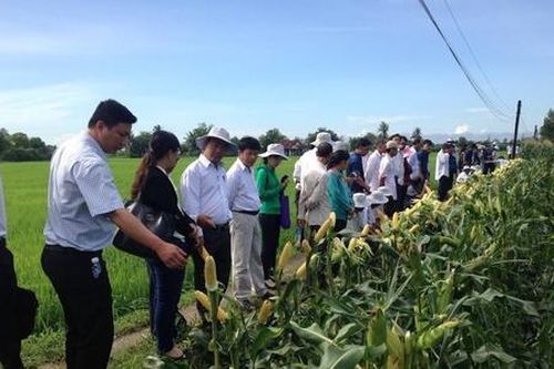 Đẩy lùi cái nghèo ở vùng quê Phước Long từ sự chuyển mình của các HTX