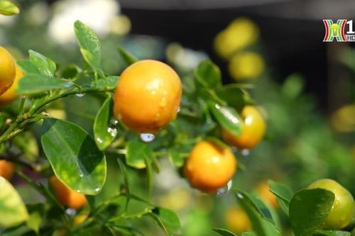 Quất cảnh Tứ Liên vào vụ