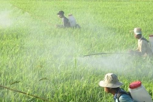 Nâng tỷ lệ các cơ sở sản xuất thuốc bảo vệ thực vật sinh học lên 90%