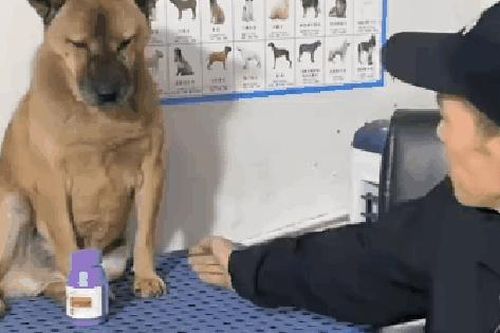 Bị chú chó 'mắng mỏ' suốt 4 năm sau ca triệt sản, bác sĩ thú y ra 'chiêu độc' khiến ai cũng ngỡ ngàng