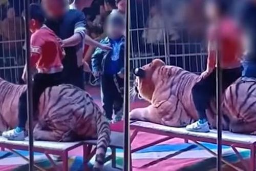 Rạp xiếc ở Trung Quốc gây phẫn nộ khi cho khán giả nhí ngồi lên lưng hổ để chụp ảnh