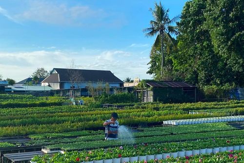 Nông dân 'đánh cược' với mùa hoa cát tường Tết