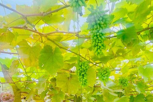 Đánh thức tiềm năng du lịch nông nghiệp, nông thôn