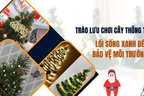 Trào lưu chơi cây thông thật: Lối sống xanh để bảo vệ môi trường