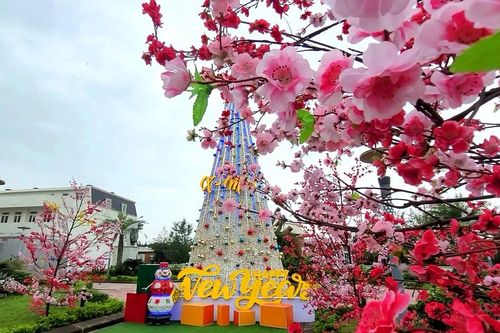 Độc đáo cây thông Noel được làm từ 100.000 vỏ sò ở Hà Tĩnh