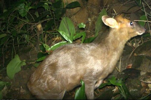 Đặt bẫy ảnh, sửng sốt thấy động vật 'quý như vàng' ở VQG Vũ Quang