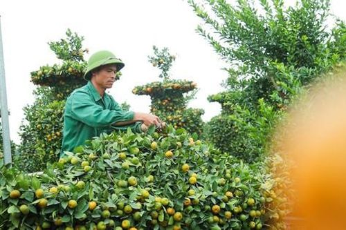 Quýt thỏi vàng tài lộc lần đầu trình làng chơi Tết