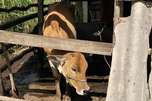 Bò hỗ trợ bị bệnh lở mồm long móng sau 5 ngày nhận nuôi