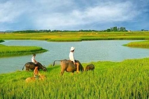 Giấc quê