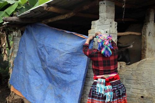 Vùng núi Bắc Bộ rét hại, có khả năng xảy ra băng giá và sương muối