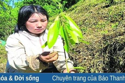 Mở ra cơ hội thoát nghèo từ cây quế ở Mường Lát