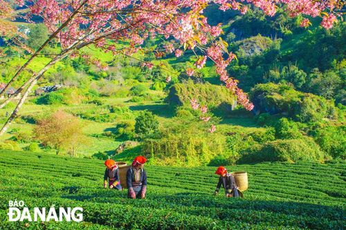 Mùa hoa anh đào trên đồi chè Ô Long