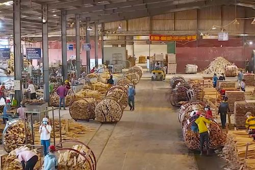 Cấp giấy phép môi trường cho dự án nhà máy chế biến gỗ cao su