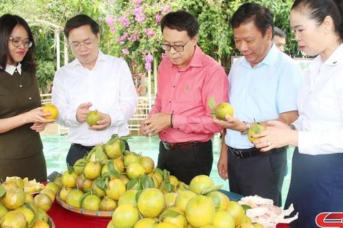 Hiệu quả từ trồng cây ăn quả trên đất dốc