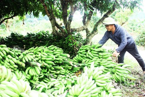 Chuối tiêu hồng Phúc Thuận: Được mùa mất giá