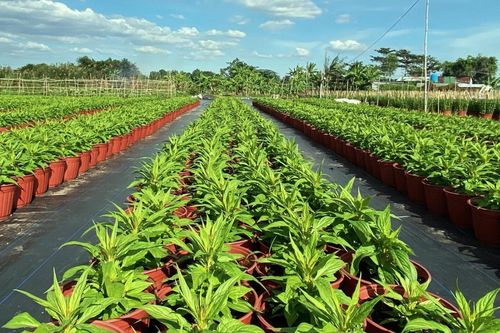 Làng hoa Tết lớn nhất ở TP.HCM tất bật dịp cuối năm