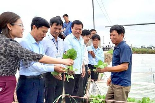 Rau an toàn Văn Đức chinh phục thị trường nước ngoài