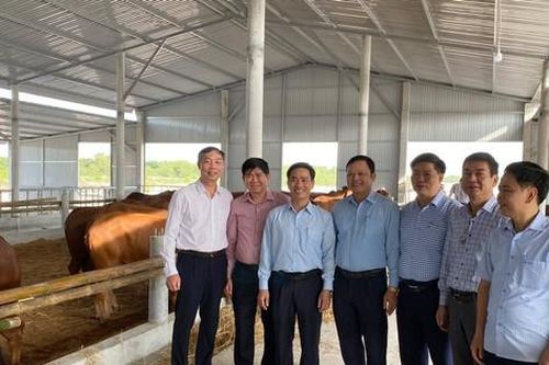 Hà Nội trao tặng tỉnh Quảng Trị giống bò chất lượng cao