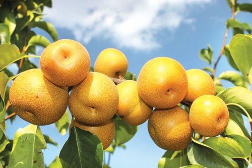 Sản vật Cao Bằng