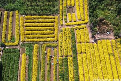 Cúc chi vàng óng gọi Tết cận kề