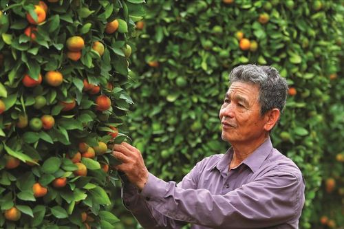 Quất, quýt, bưởi đợi Tết