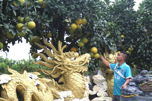 Vườn bưởi cảnh 'độc lạ' bung hàng đón Tết
