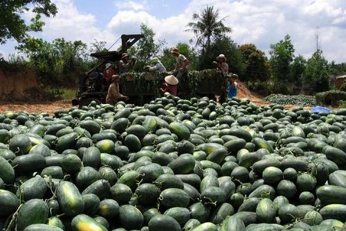 Xuất khẩu ngày 18-24/12: Thêm một loại quả đi đường chính ngạch vào thị trường Trung Quốc; quốc gia nào đang mua mạnh tay 'vàng đen' của Việt Nam?