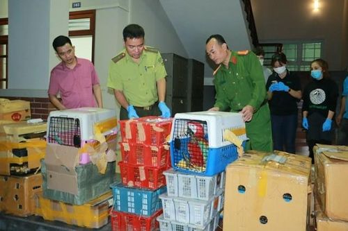 Gần 2.000 cá thể động vật hoang dã trên xe ô tô được giải cứu