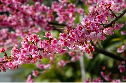 Lên Điện Biên ngắm hoa anh đào