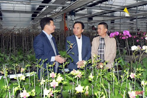 Lan hồ điệp trồng ở Hà Tĩnh sắp 'chào hàng' phục vụ tết