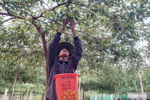 Hải Phòng: Vùng trồng 'táo muối' Bàng La vào vụ Tết