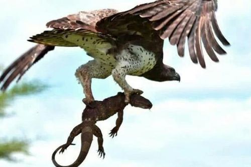 Tại sao đại bàng được xem là 'vị lãnh chúa trên không'? Nó có thể phân biệt rõ ràng các động vật nhỏ dưới mặt đất ở độ cao 2 nghìn mét